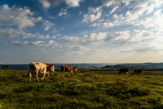 Mezőgazdasági támogatásokról döntött a kormány: nő az üzemanyagtámogatás összege, valamint a báznai és a mangalica sertéstenyésztő gazdák támogatása